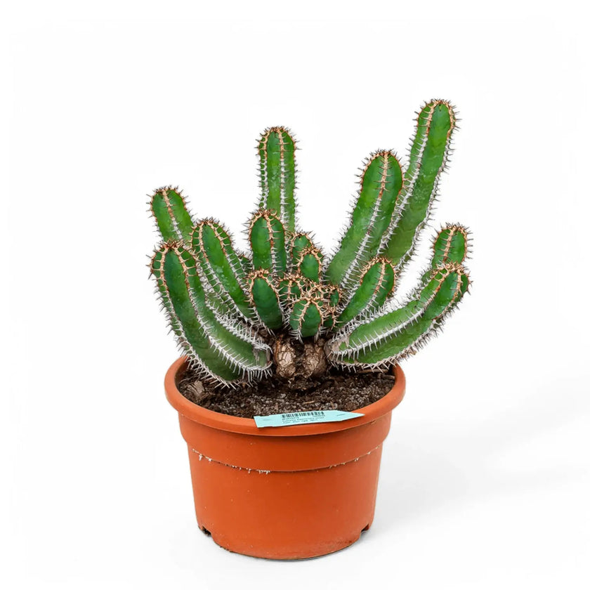 Euphorbia avasmontana potted plant in nursery pot on white background.