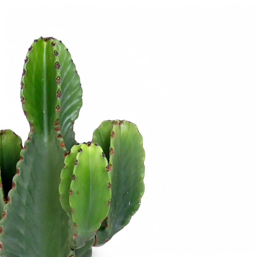 Nahaufnahme eines Sprosses von Euphorbia ingens vor weißem Hintergrund.