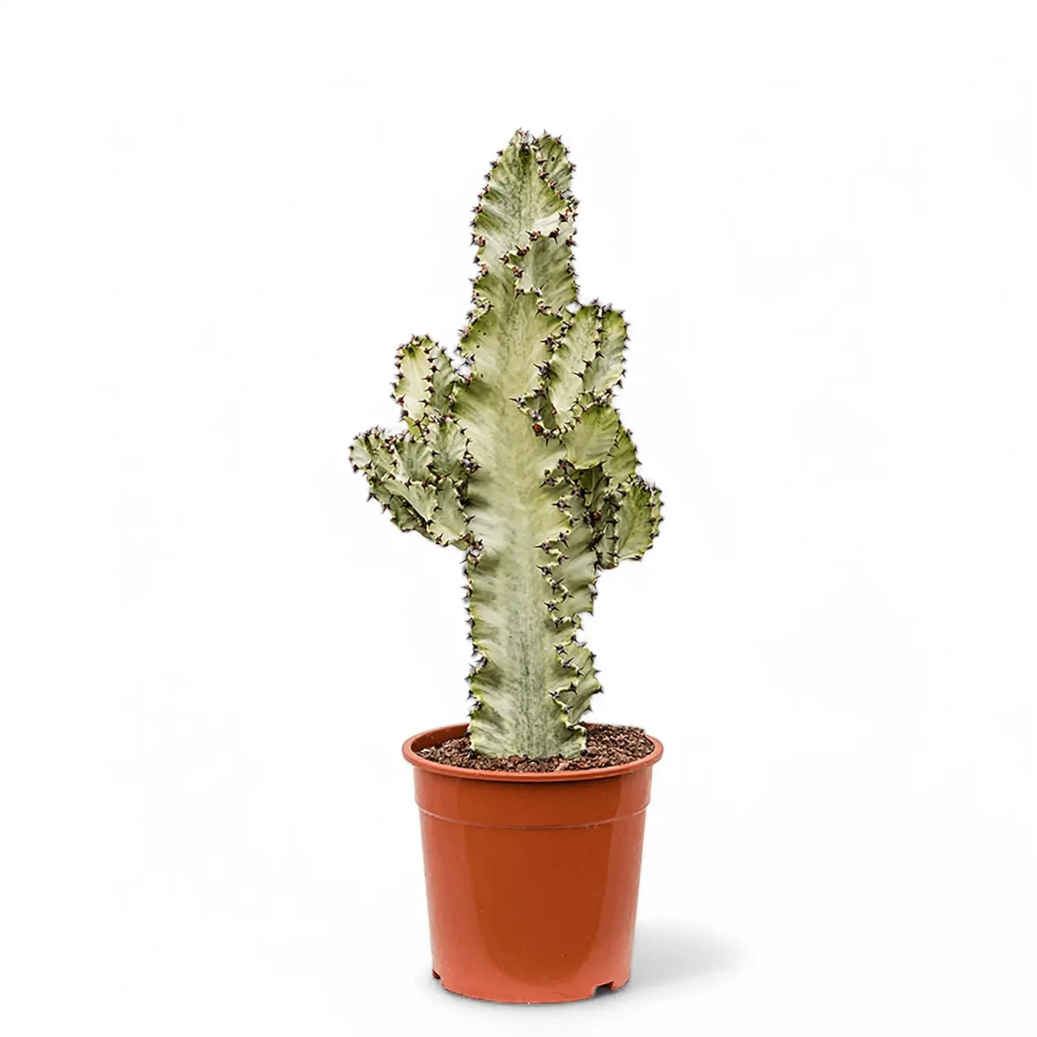 Euphorbia ingens 'Marmorata' – Topfpflanze im Kulturtopf vor weißem Hintergrund, Produktfoto 4.