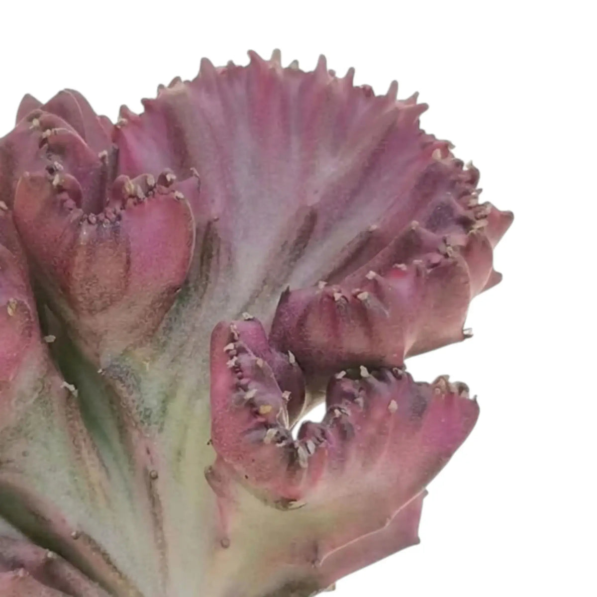 Nahaufnahme einer kammförmigen Euphorbia lactea mit gewelltem, rosa-hellgrünem Fächer