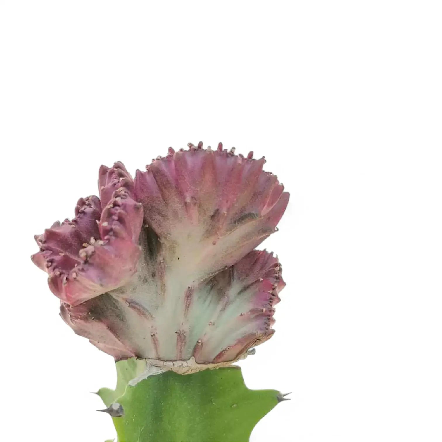 Nahaufnahme eines Sprosses von Euphorbia lactea f. crestata vor weißem Hintergrund.