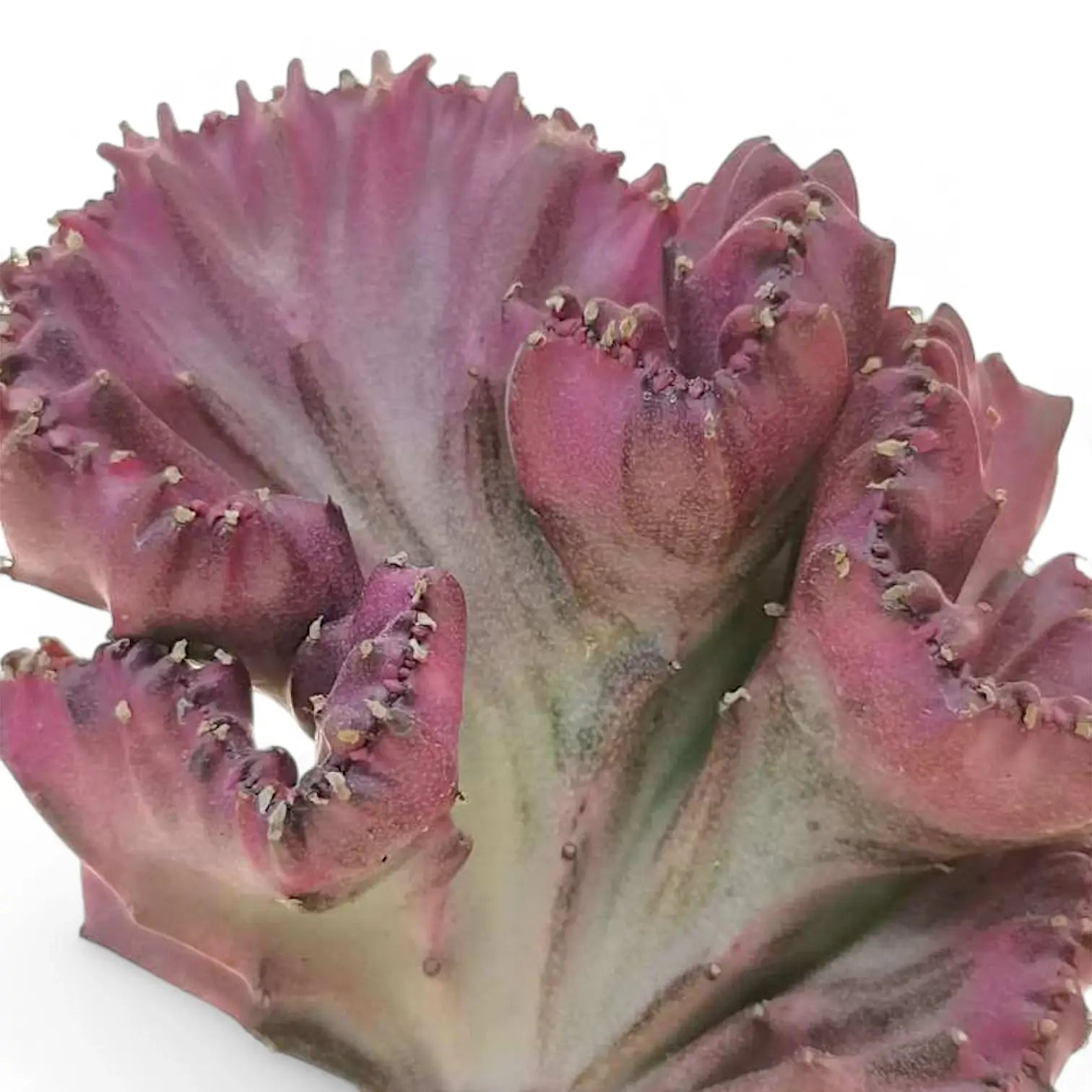 Euphorbia lactea f. crestata – Topfpflanze im Kulturtopf vor weißem Hintergrund, Produktfoto 4.