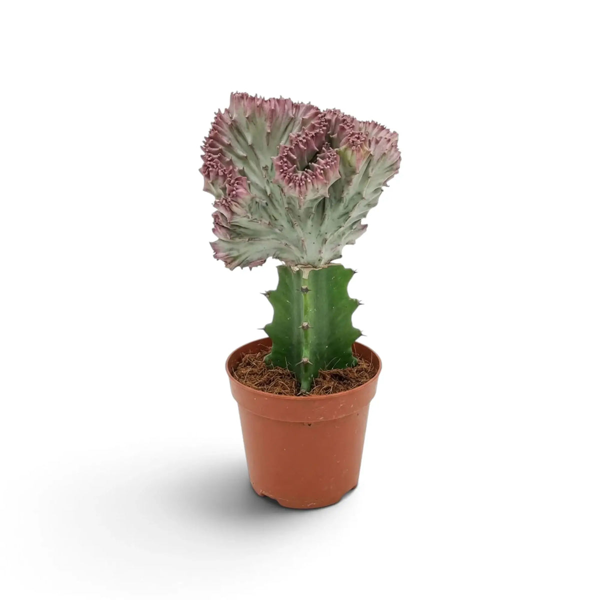 Gepfropfte Euphorbia lactea mit stark gewelltem, graugrünem Kamm und rosafarbenen Rändern