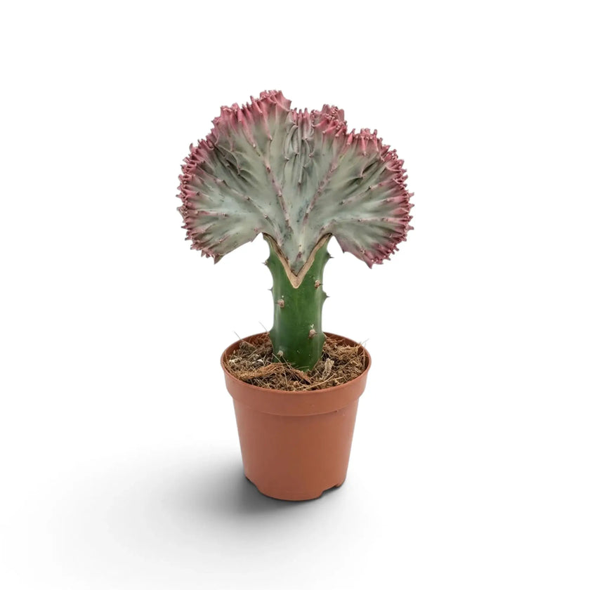 Single crested Euphorbia lactea with a pale grey-green fan above a short green base
