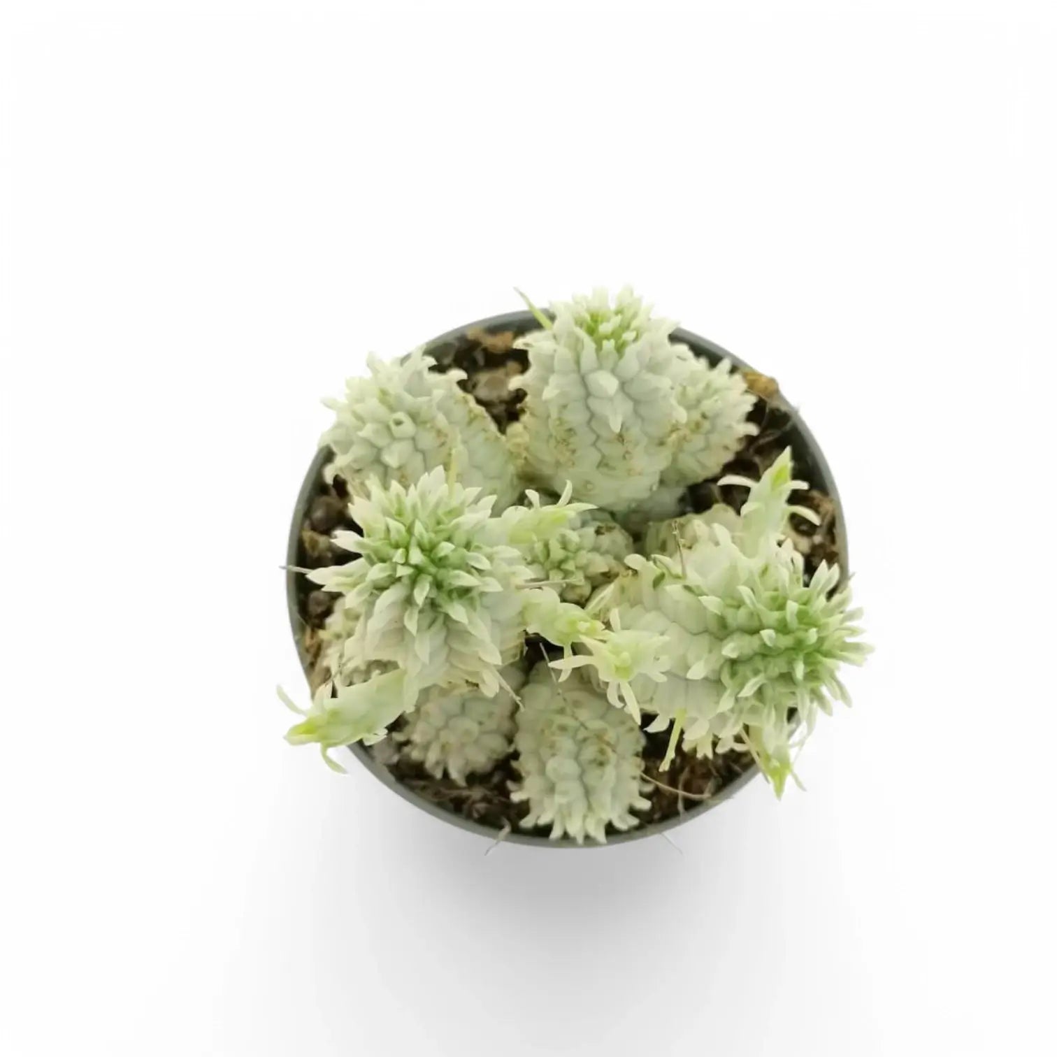 Euphorbia mammillaris f. variegata Zimmerpflanze im Anzuchttopf vor weißem Hintergrund, Produktfoto 2.