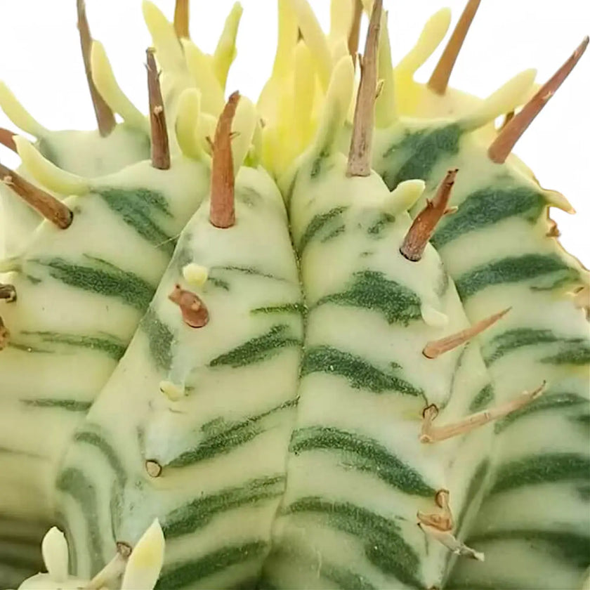 Euphorbia meloformis f. variegata leaf close-up on white background.