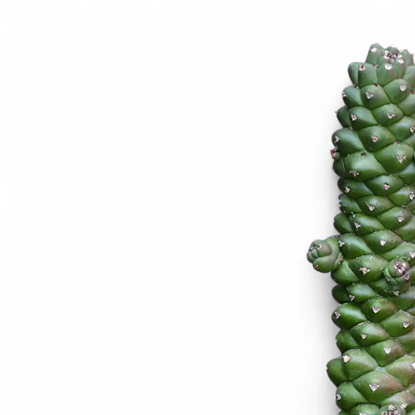 Nahaufnahme eines Sprosses von Euphorbia ritchiei vor weißem Hintergrund.