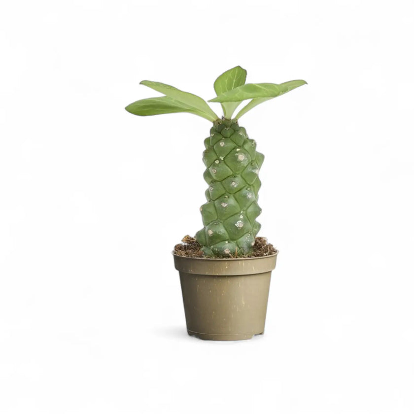 Euphorbia ritchiei potted plant in nursery pot on white background.