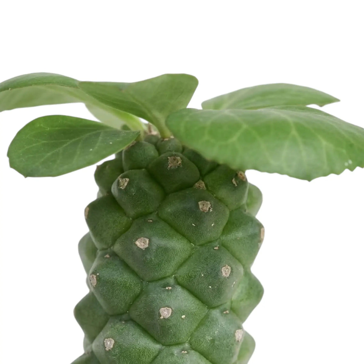 Breite grüne Blätter, die aus dem gemusterten Stamm von Euphorbia ritchiei wachsen