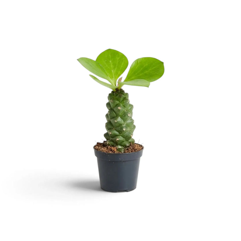 Euphorbia ritchiei im Topf mit leuchtend grünen Blättern an der Spitze des kräftigen Stamms
