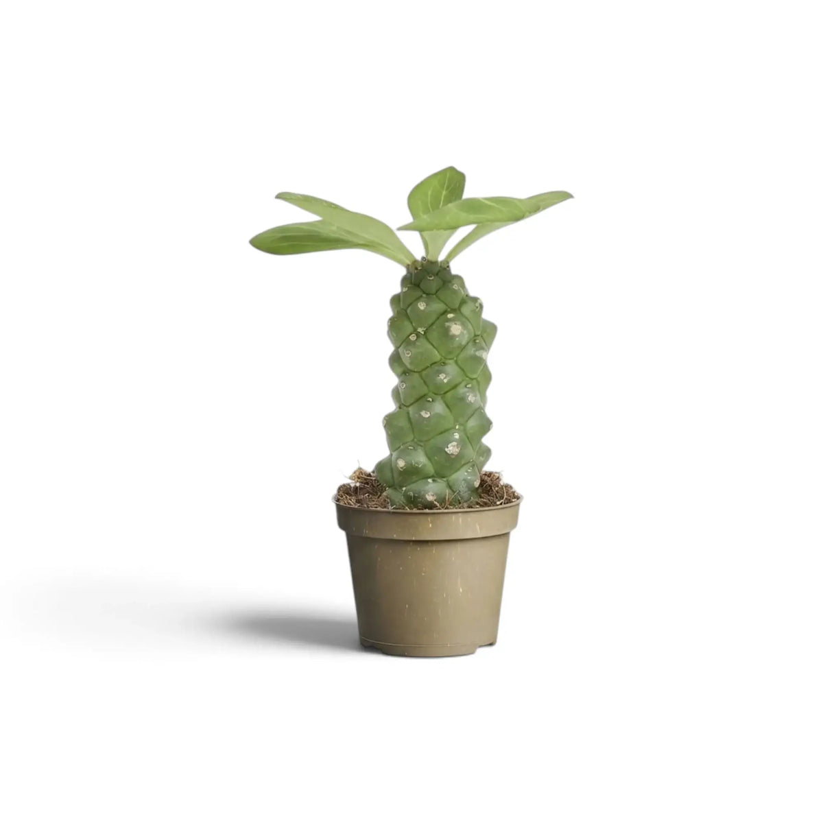 Euphorbia ritchiei mit aufrechtem, hellgrün gemustertem Stamm in einem hellen Pflanztopf