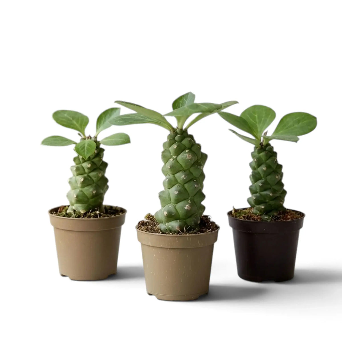 Drei Euphorbia ritchiei mit unterschiedlich geformten Stämmen und grünen Blattschöpfen