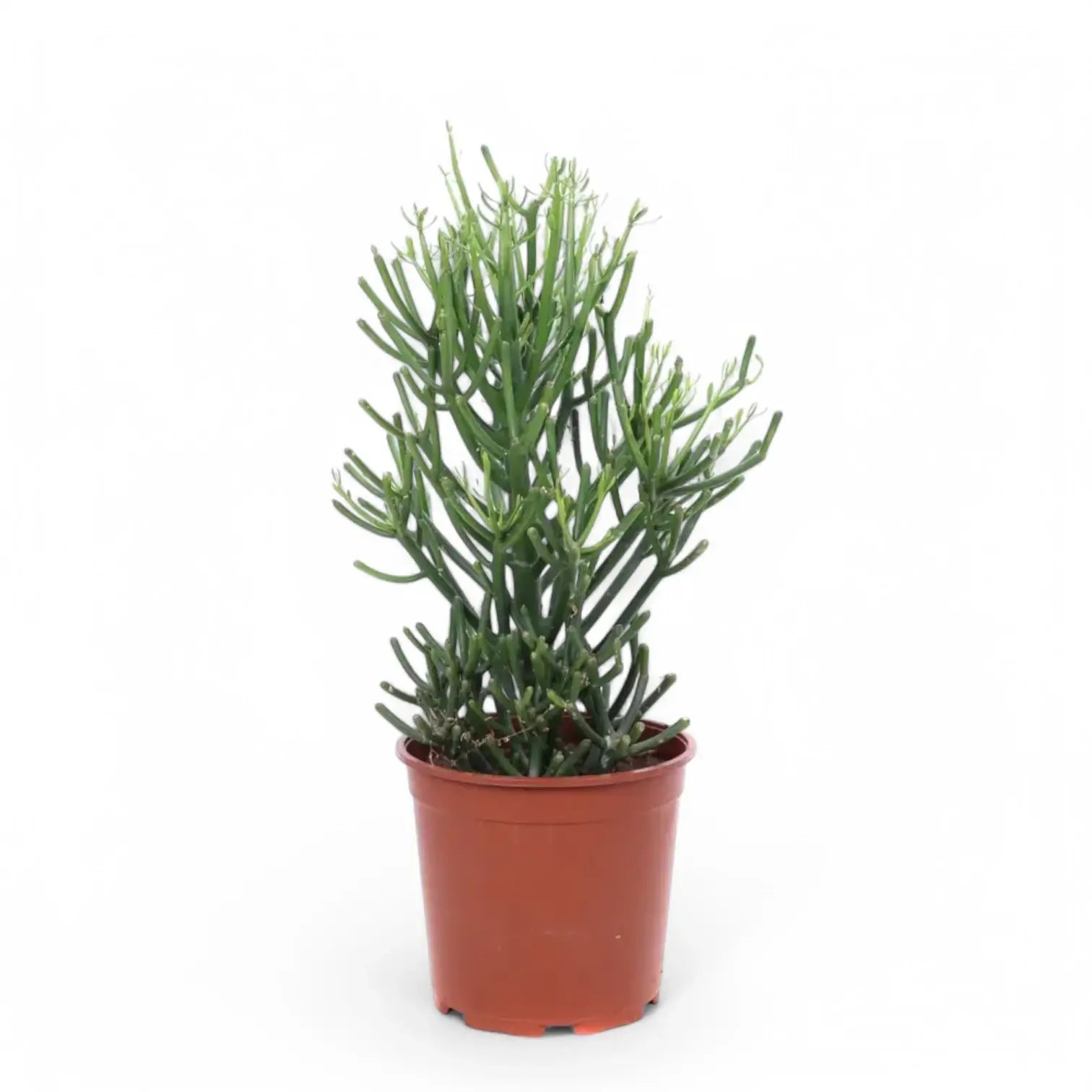 Euphorbia tirucalli potted plant in nursery pot on white background.