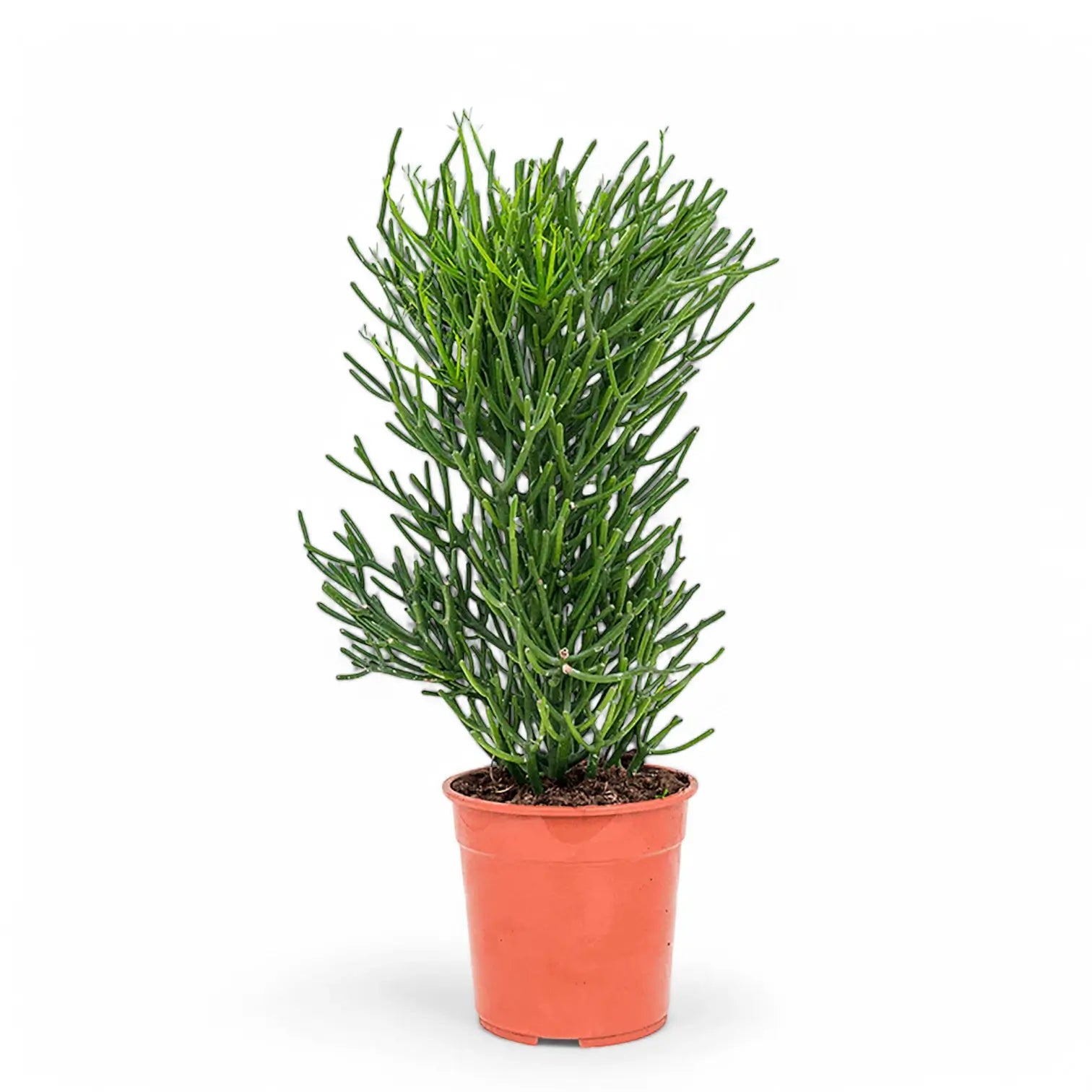 Euphorbia tirucalli potted plant in nursery pot on white background.