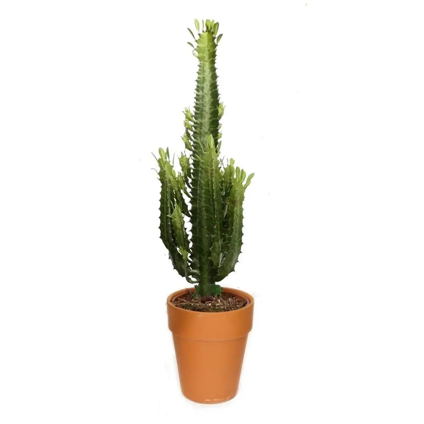Euphorbia trigona potted plant in nursery pot on white background.