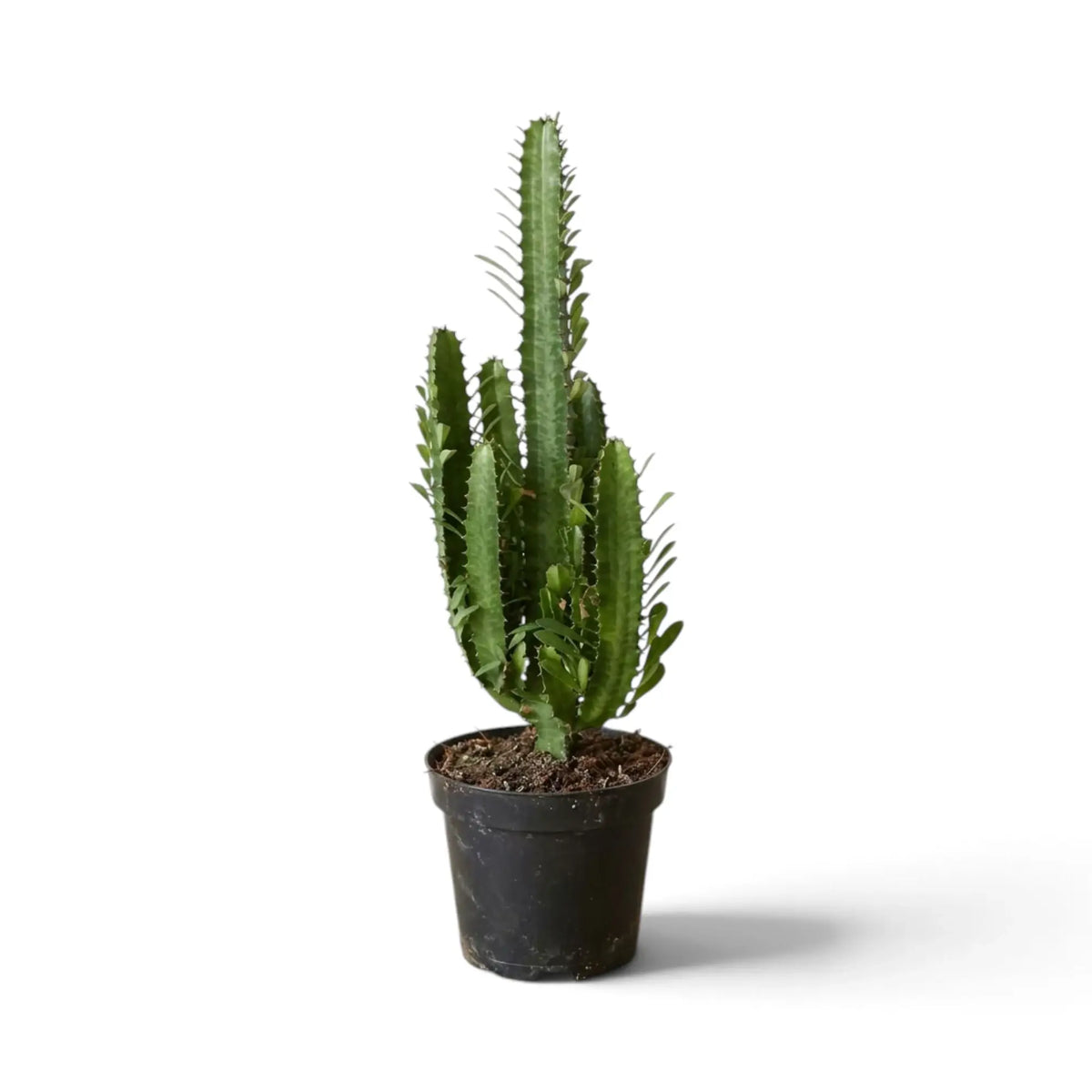 Hohe Euphorbia trigona mit mehreren säulenförmigen, gerippten grünen Trieben im schwarzen Topf