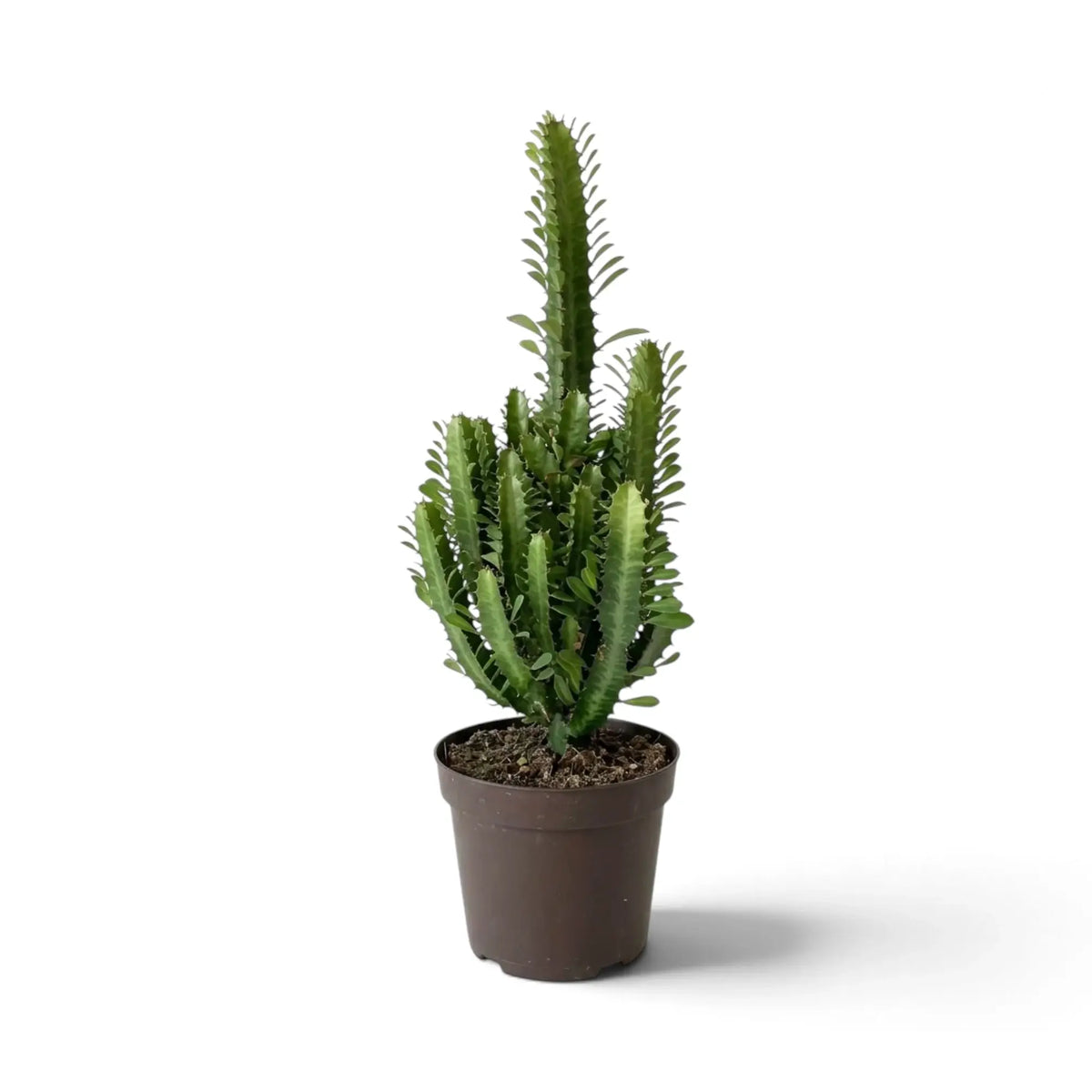 Kompakte Euphorbia trigona mit zahlreichen aufrechten Trieben im dunklen Topf