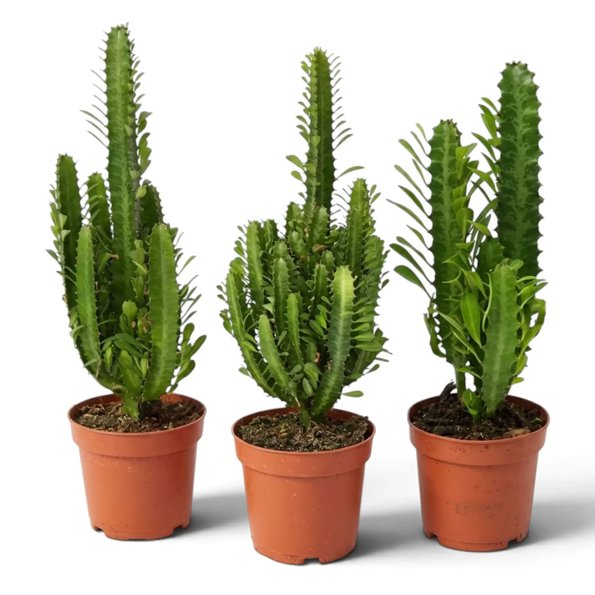 Drei Euphorbia trigona in Töpfen mit unterschiedlich verzweigten Trieben