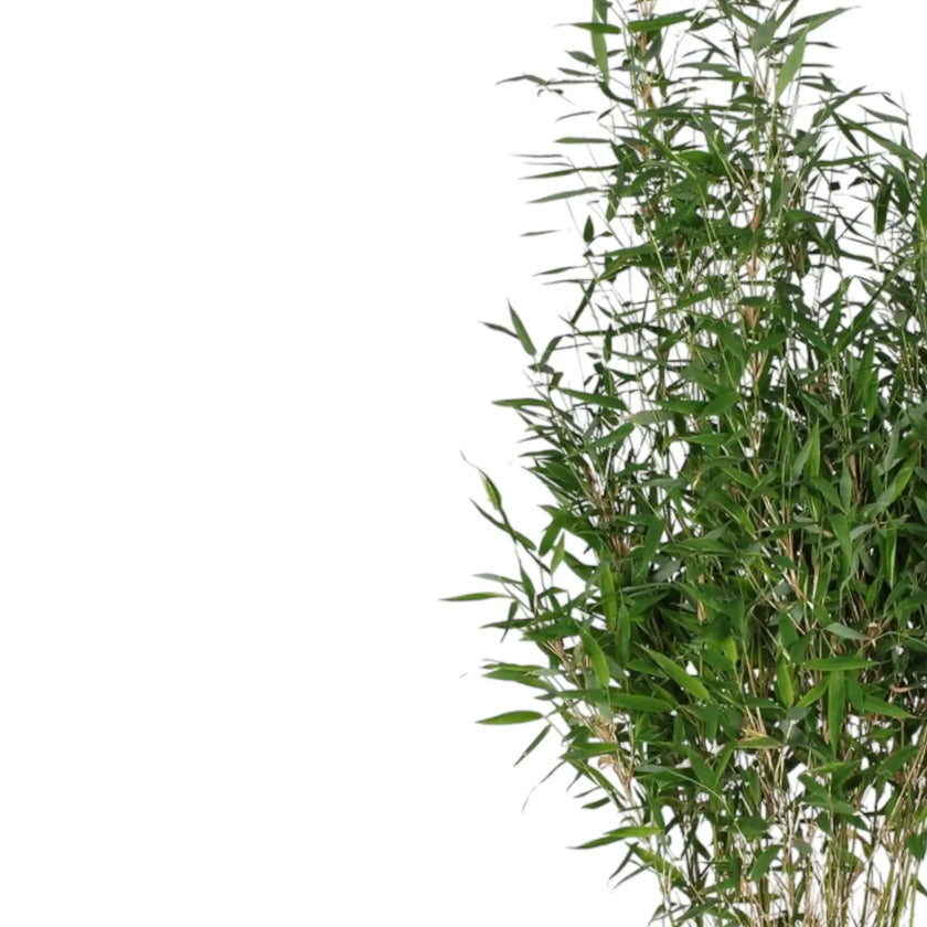 Nahaufnahme eines Blatts von Fargesia murielae 'Light Green' vor weißem Hintergrund.