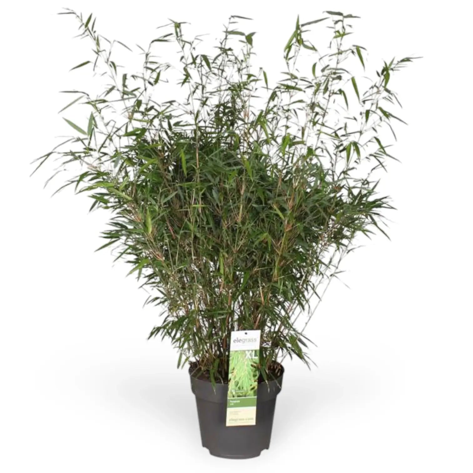 Fargesia 'Rufa' potted plant in nursery pot on white background.