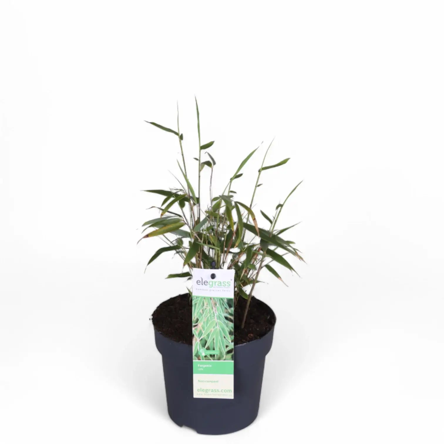 Fargesia 'Rufa' potted plant in nursery pot on white background.