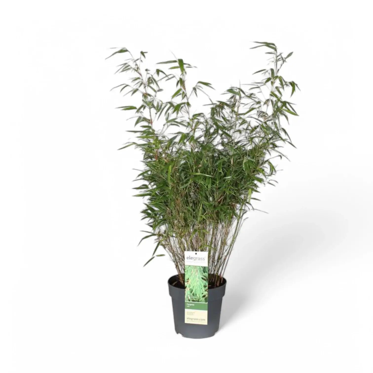 Fargesia 'Rufa' potted plant in nursery pot on white background.