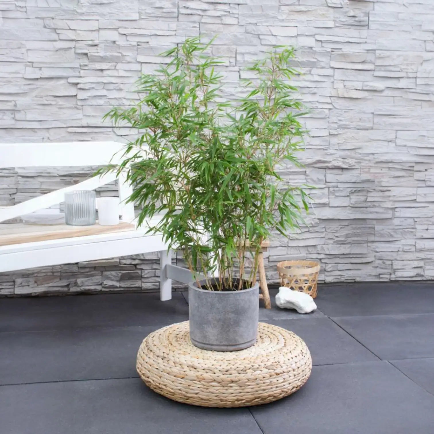 Fargesia 'Rufa' potted plant in nursery pot on white background.
