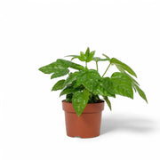 Fatsia japonica potted plant in nursery pot on white background.
