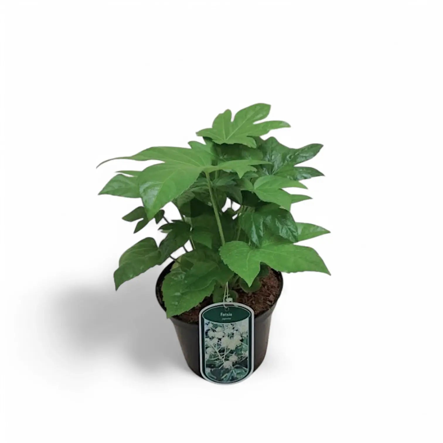 Fatsia japonica potted plant in nursery pot on white background.