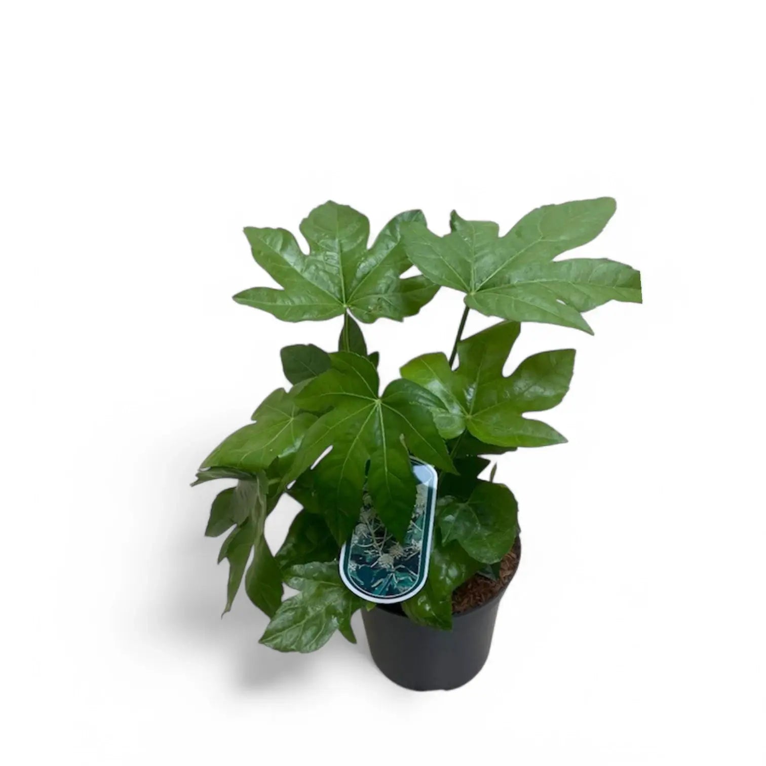 Fatsia japonica potted plant in nursery pot on white background.