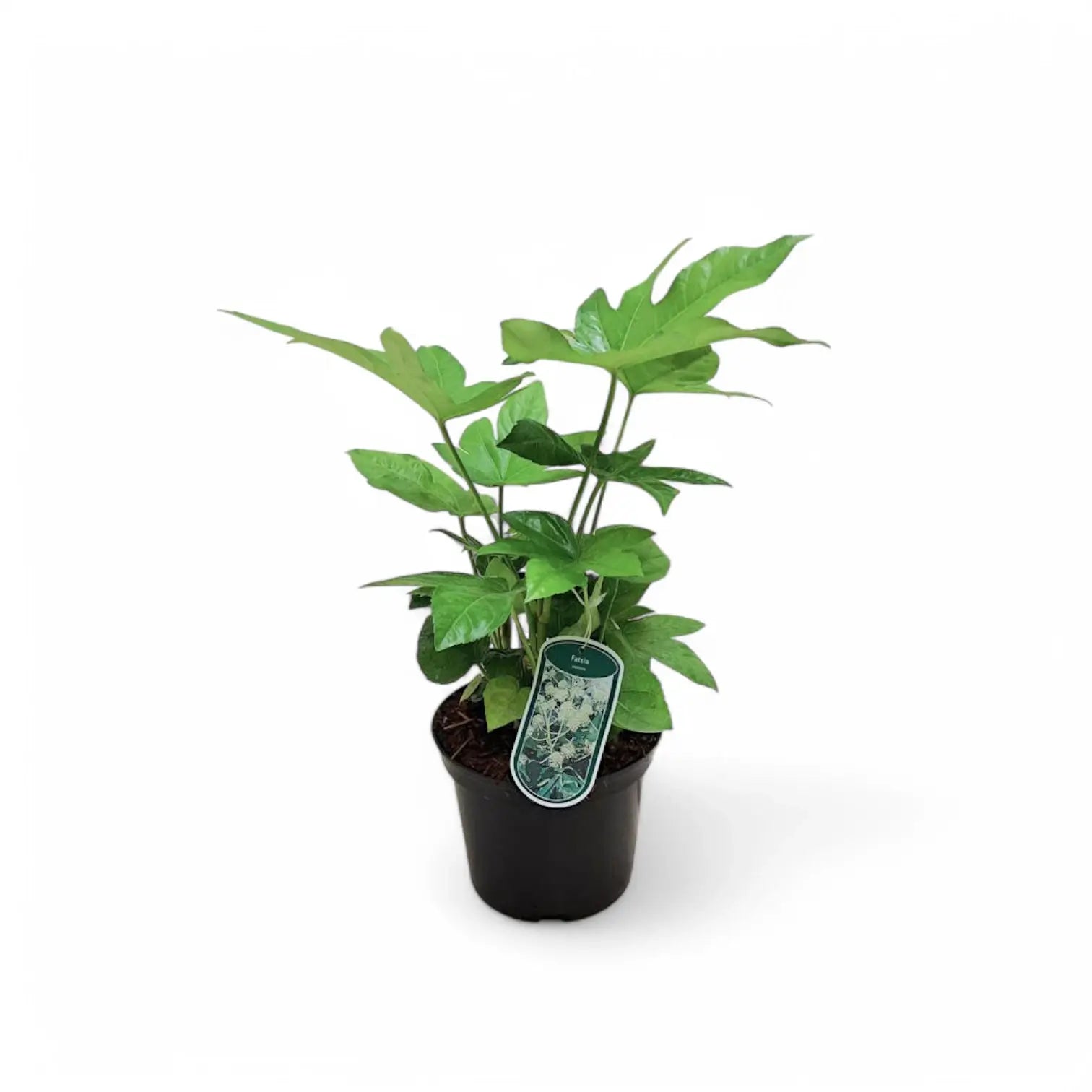 Fatsia japonica potted plant in nursery pot on white background.
