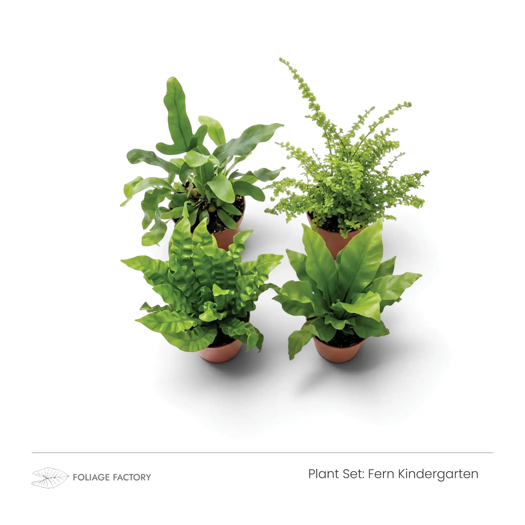 Four Fern Kindergarten plants with varied frond shapes viewed from above