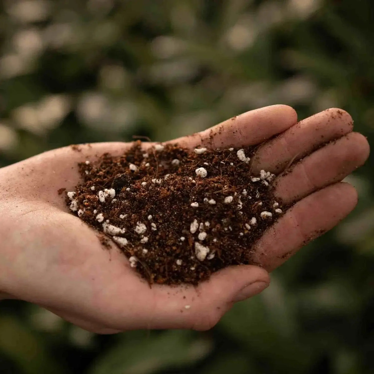 Fern Soil Mix on white background.