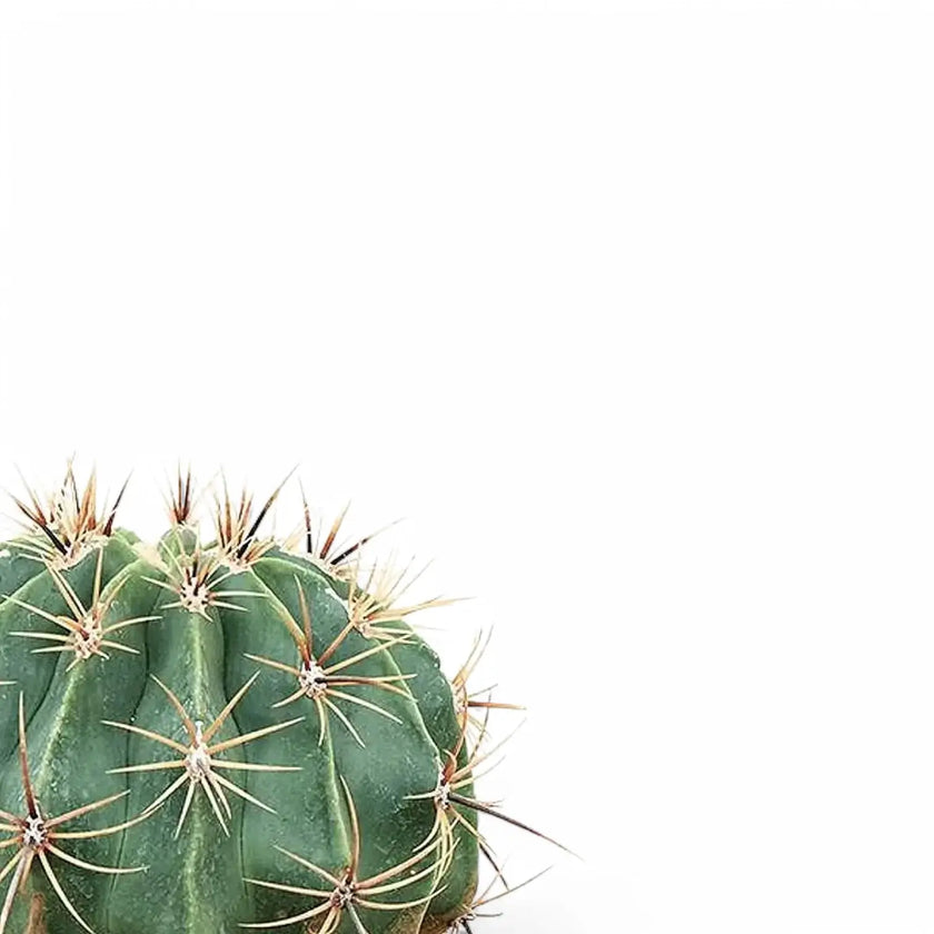 Ferocactus peninsulae f. brevispinus – Blattdetail vor weißem Hintergrund..