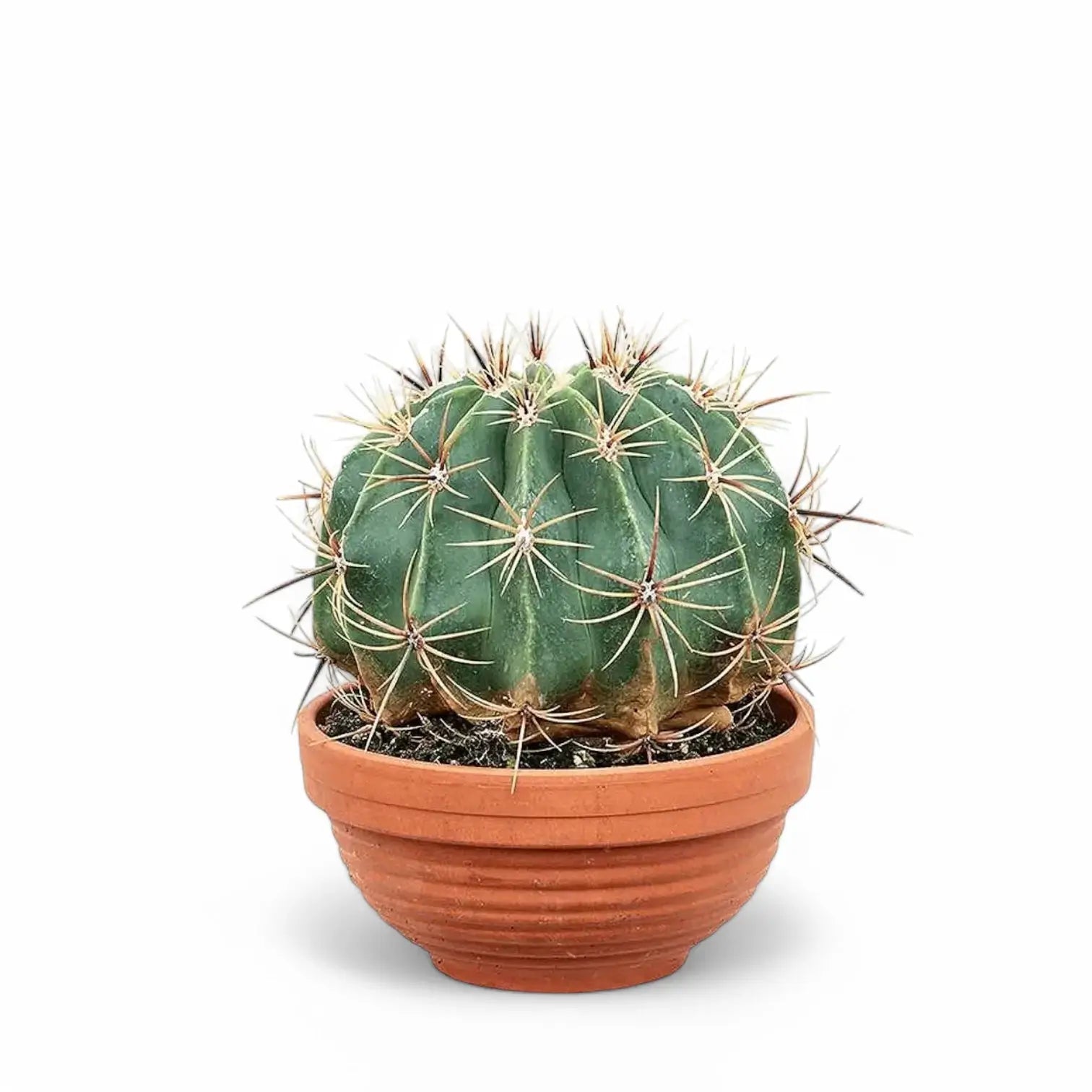 Ferocactus peninsulae f. brevispinus potted plant in nursery pot on white background.