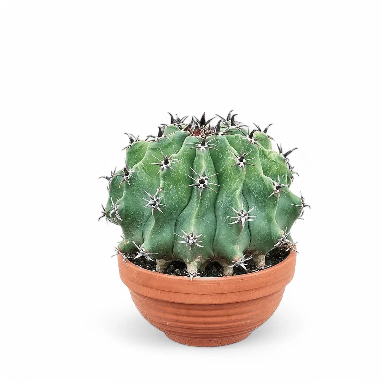 Ferocactus schwarzii potted plant in nursery pot on white background.