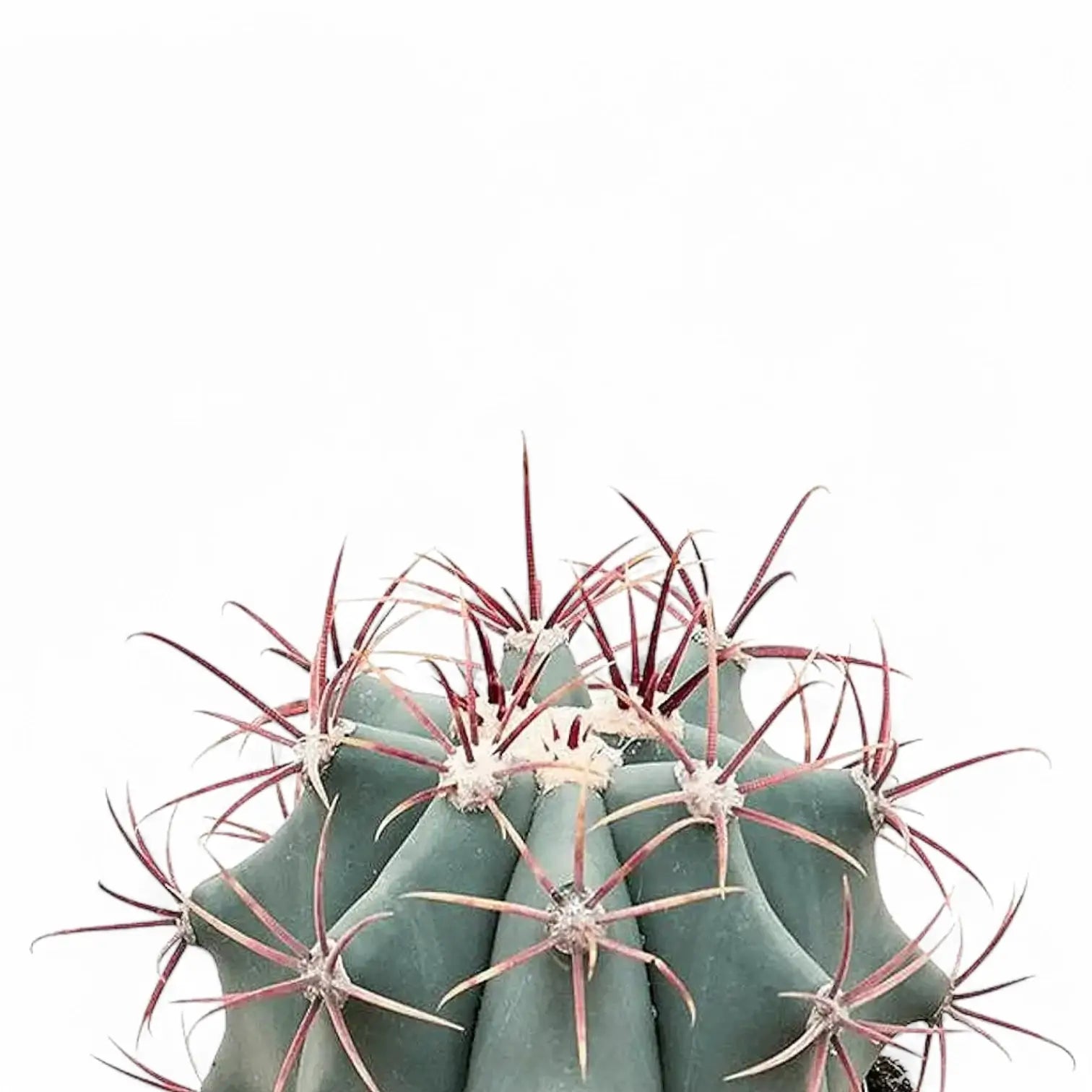 Ferocactus stainesii leaf detail on white background.
