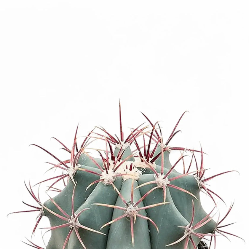 Ferocactus stainesii – Blattdetail vor weißem Hintergrund..