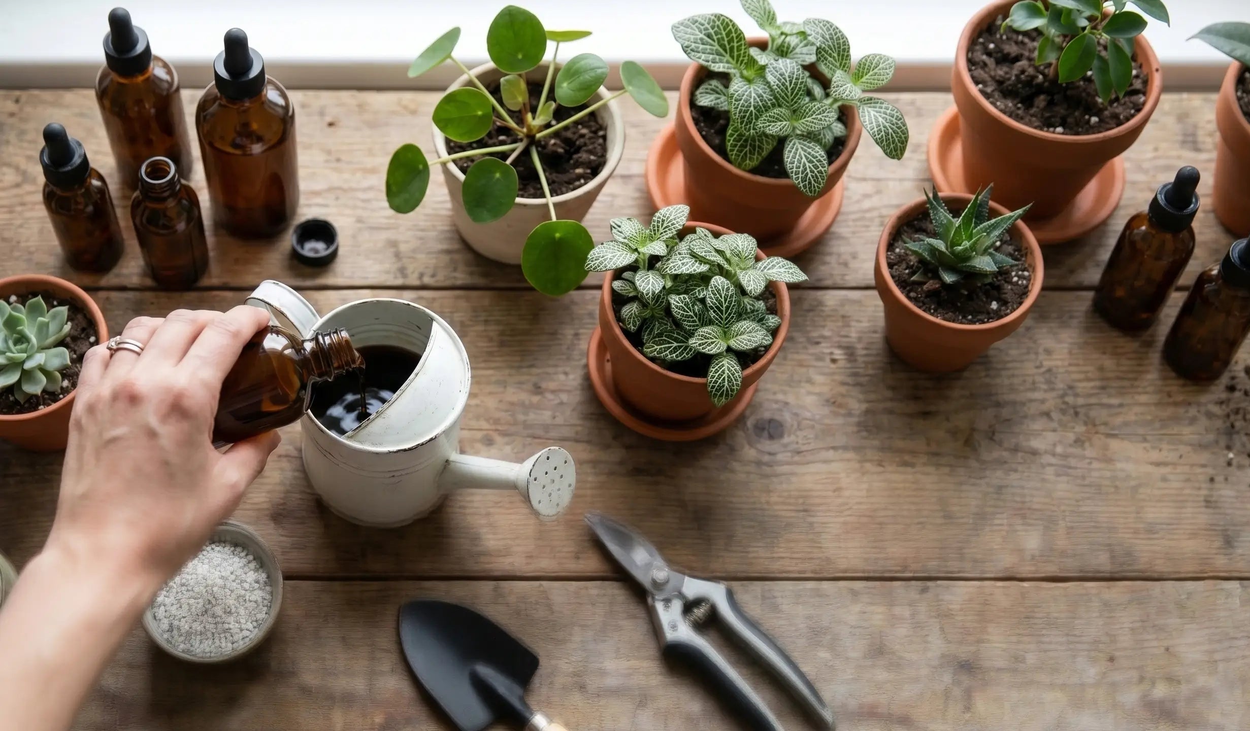 Person pouring liquid fertilizer from a brown bottle into a watering can on a wooden table with plants and gardening tools.