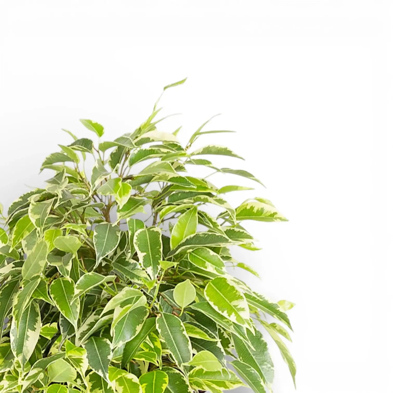 Ficus benjamina 'Kinky' potted plant in nursery pot on white background.