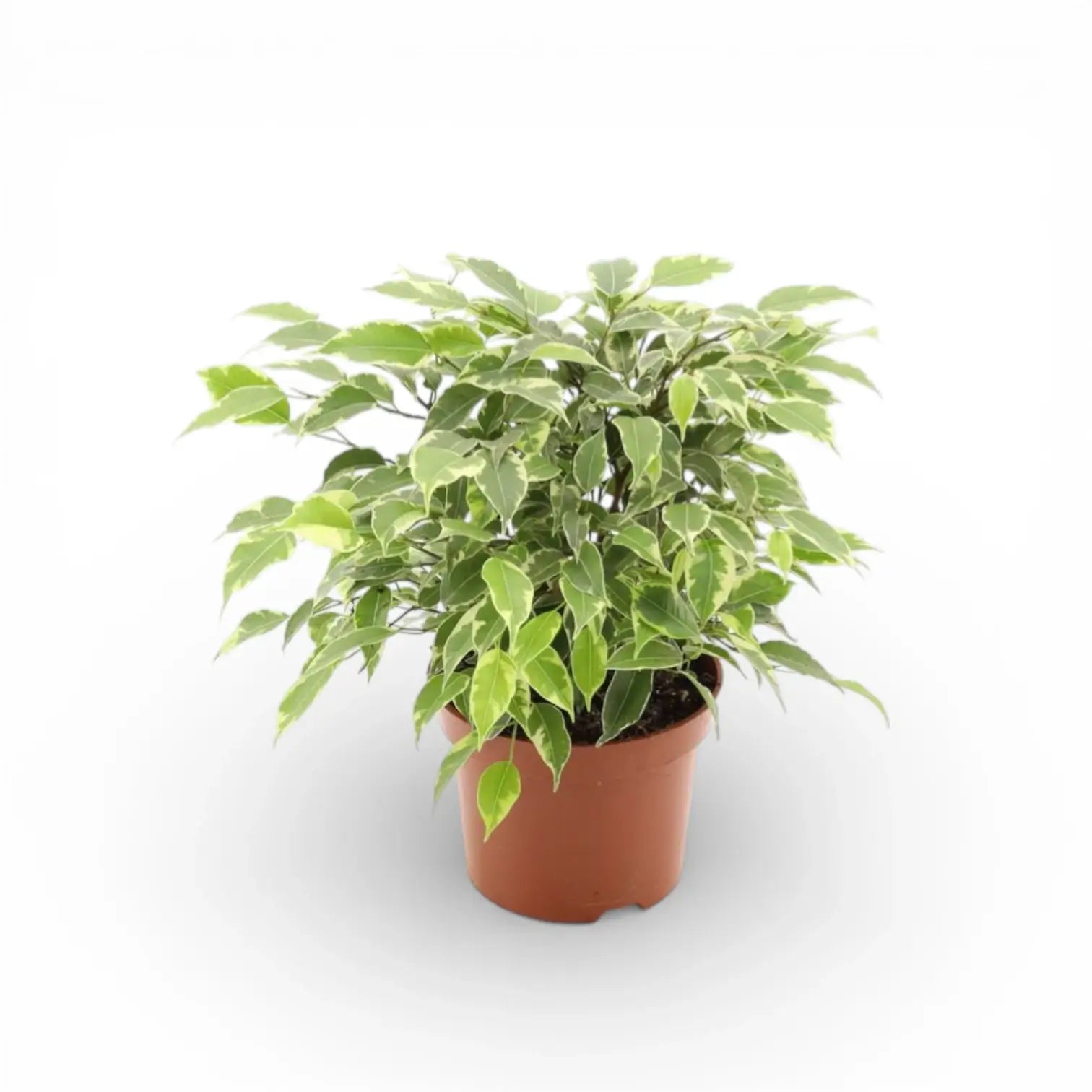 Ficus benjamina 'Kinky' potted plant in nursery pot on white background.