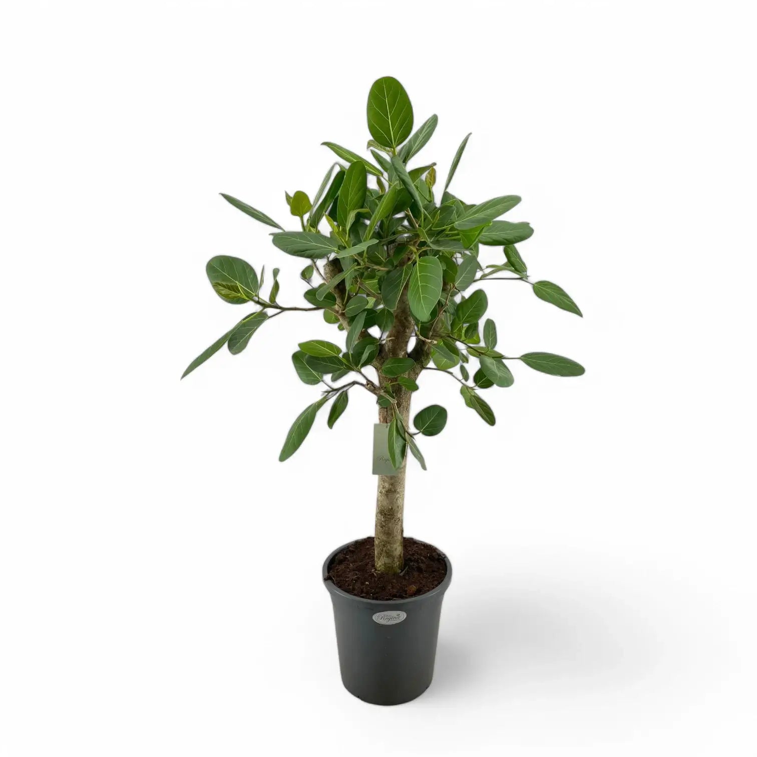 Ficus benghalensis 'Audrey' potted plant in nursery pot on white background.