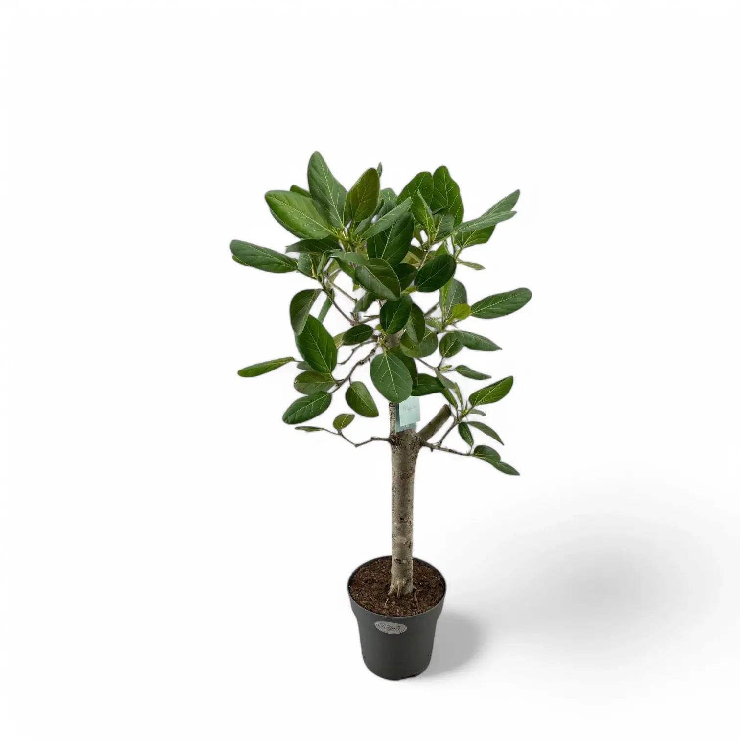 Ficus benghalensis 'Audrey' potted plant in nursery pot on white background.