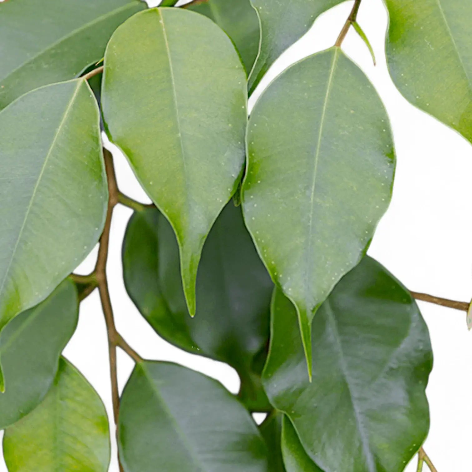 Ficus benjamina 'Danielle' leaf detail on white background.