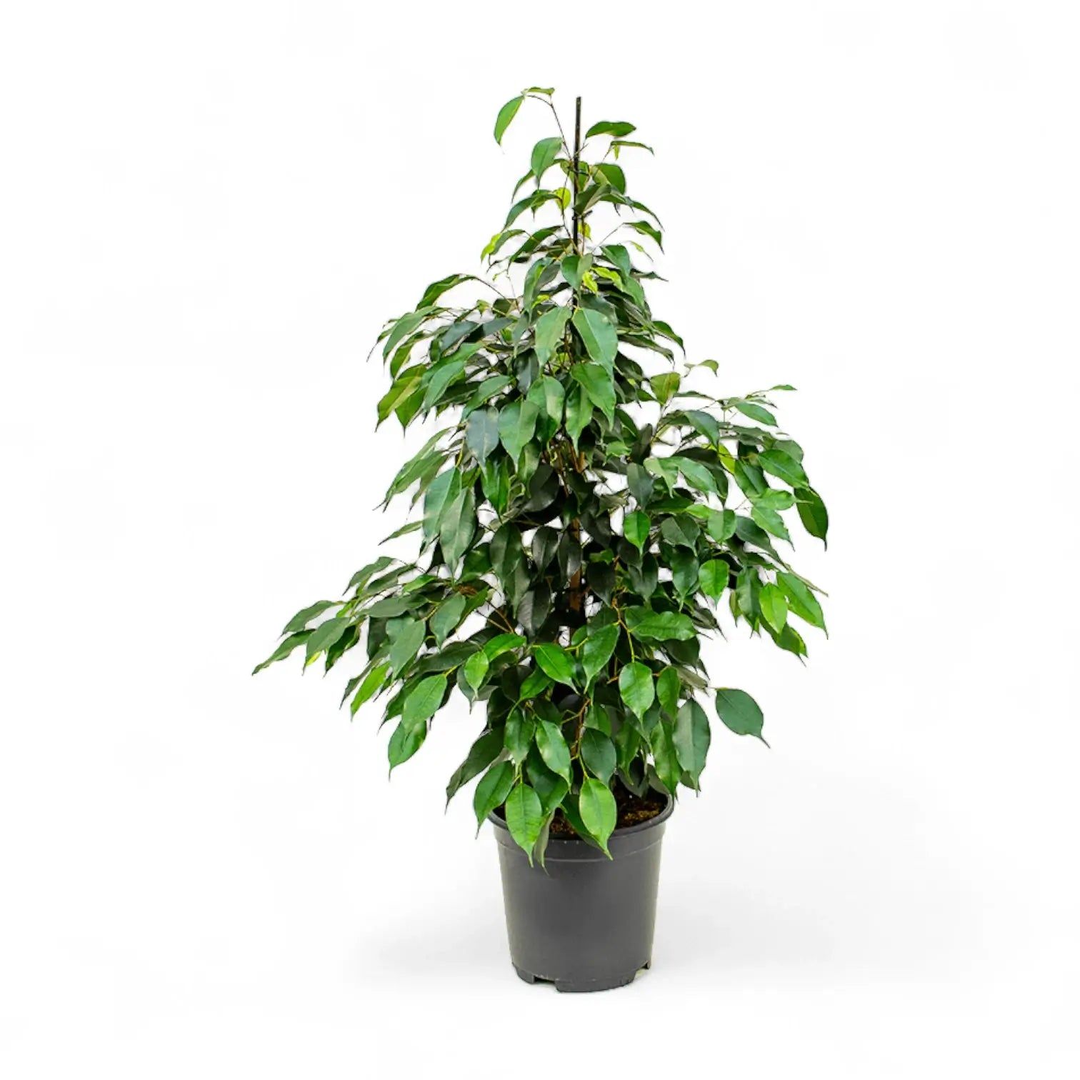 Ficus benjamina 'Danielle' potted plant in nursery pot on white background.