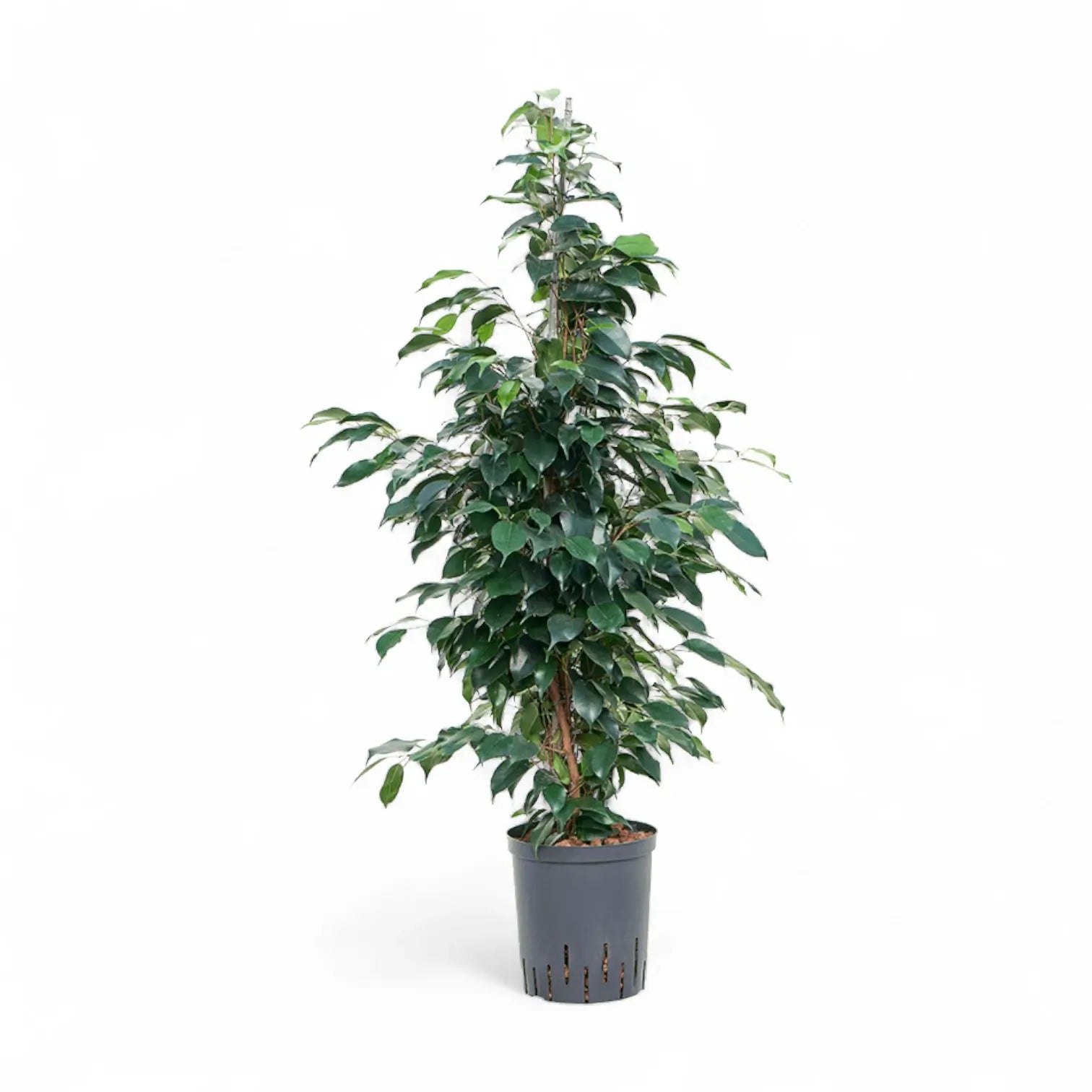 Ficus benjamina 'Danielle' potted plant in nursery pot on white background.