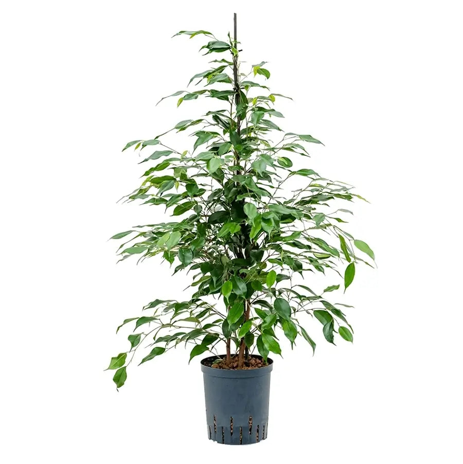 Ficus benjamina 'Danita' potted plant in nursery pot on white background.