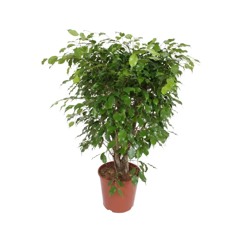 Ficus benjamina 'Exotica' potted plant in nursery pot on white background.