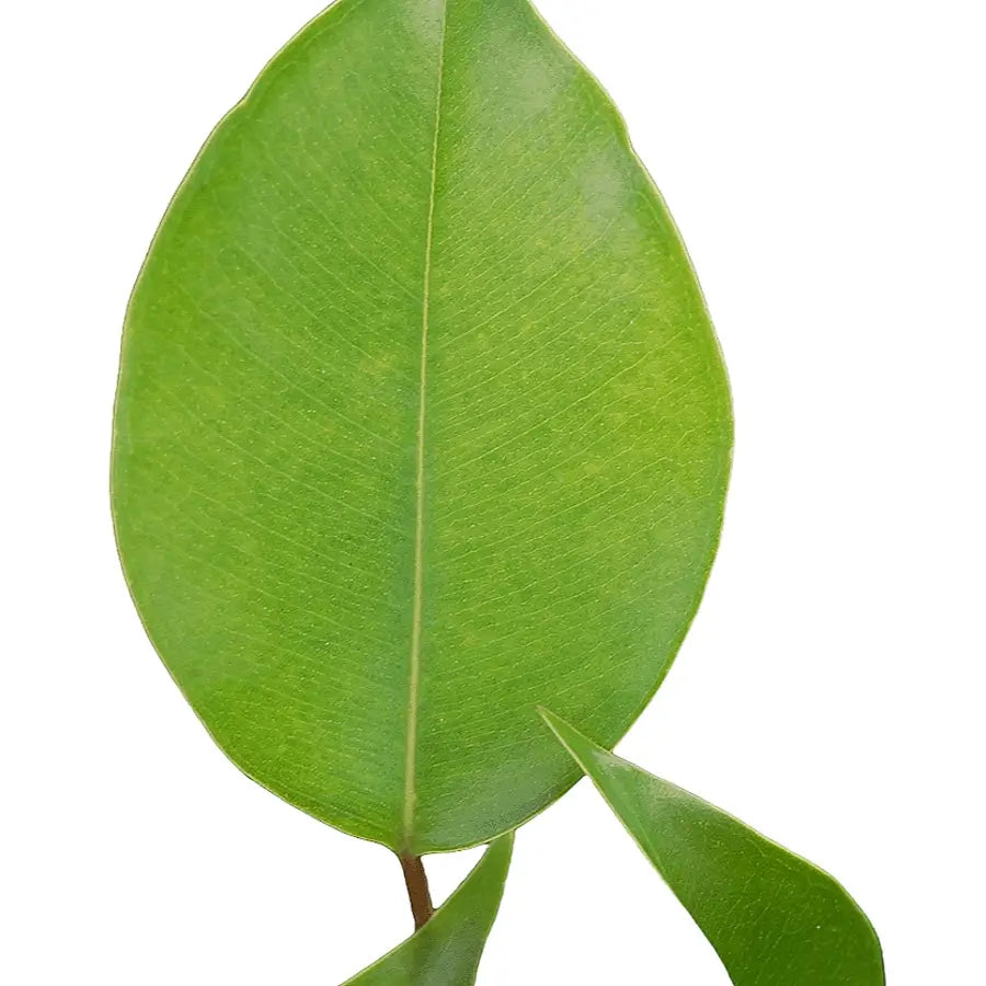 Ficus benjamina 'Green Kinky' close-up of leaf on white background.