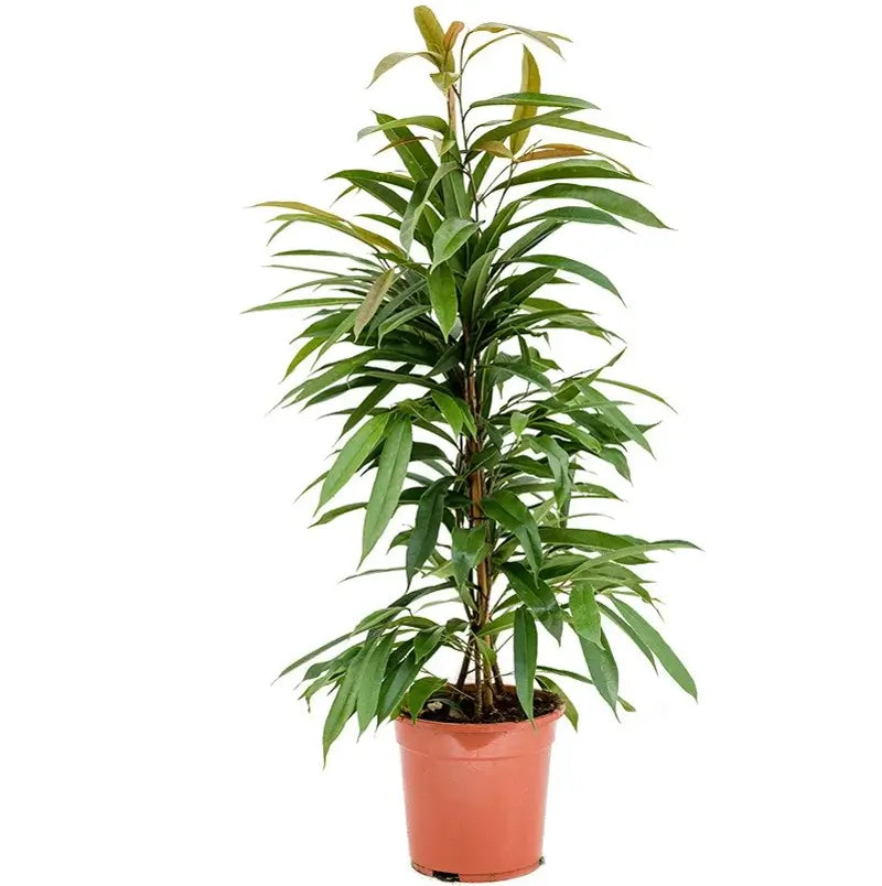 Ficus binnendijkii 'Amstel King' potted plant in nursery pot on white background.